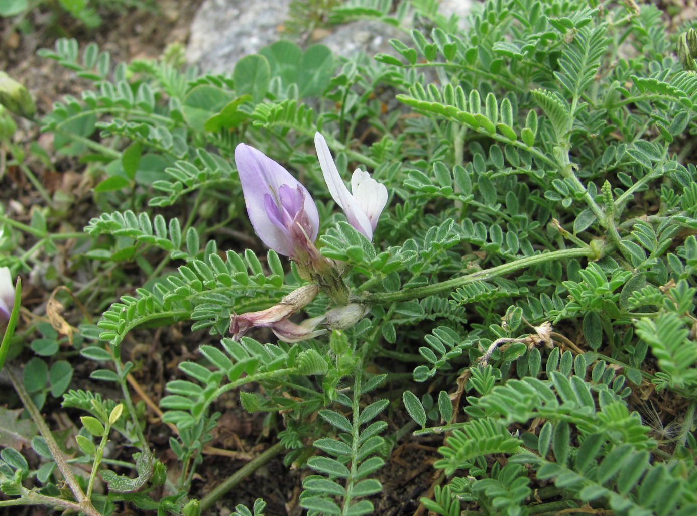 Image of Astragalus captiosus specimen.