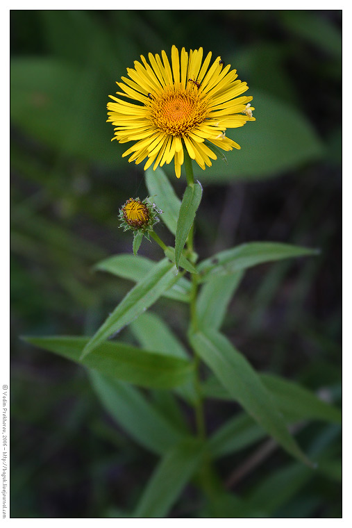 Изображение особи Inula salicina.