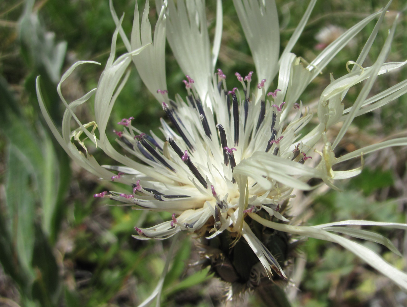 Изображение особи Centaurea cheiranthifolia.