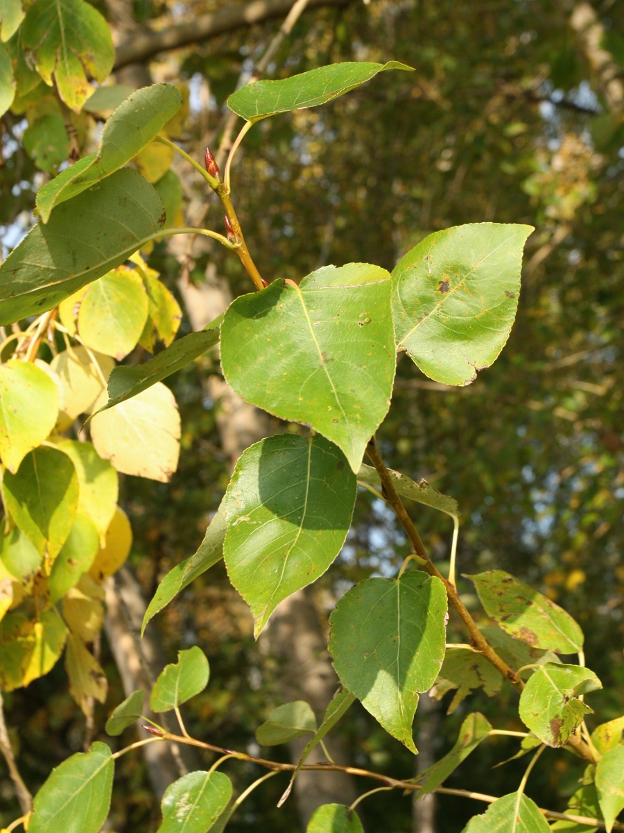 Image of genus Populus specimen.