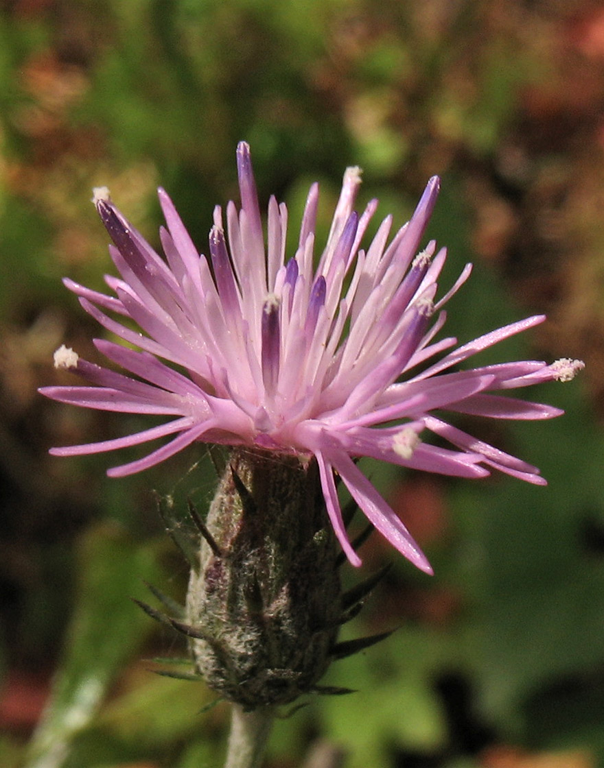 Изображение особи Carduus argentatus.