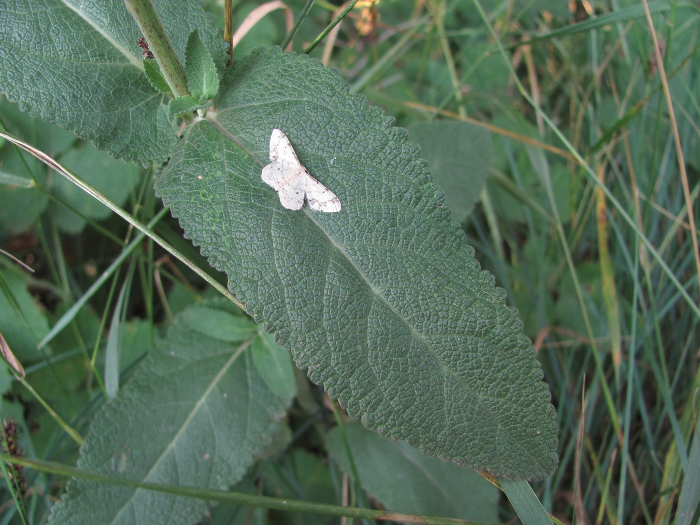 Изображение особи Salvia tesquicola.