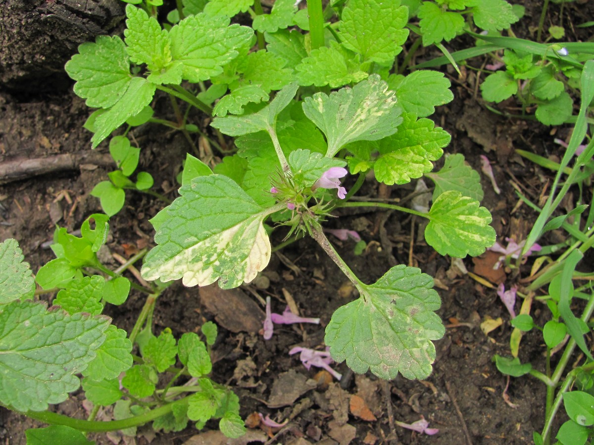 Image of Lamium purpureum specimen.