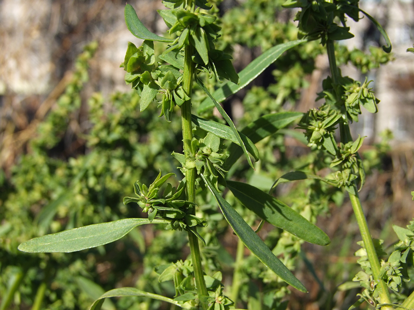 Image of genus Atriplex specimen.