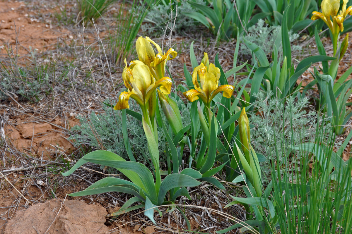 Изображение особи Iris scariosa.