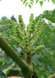 Смотреть изображение Aralia spinosa