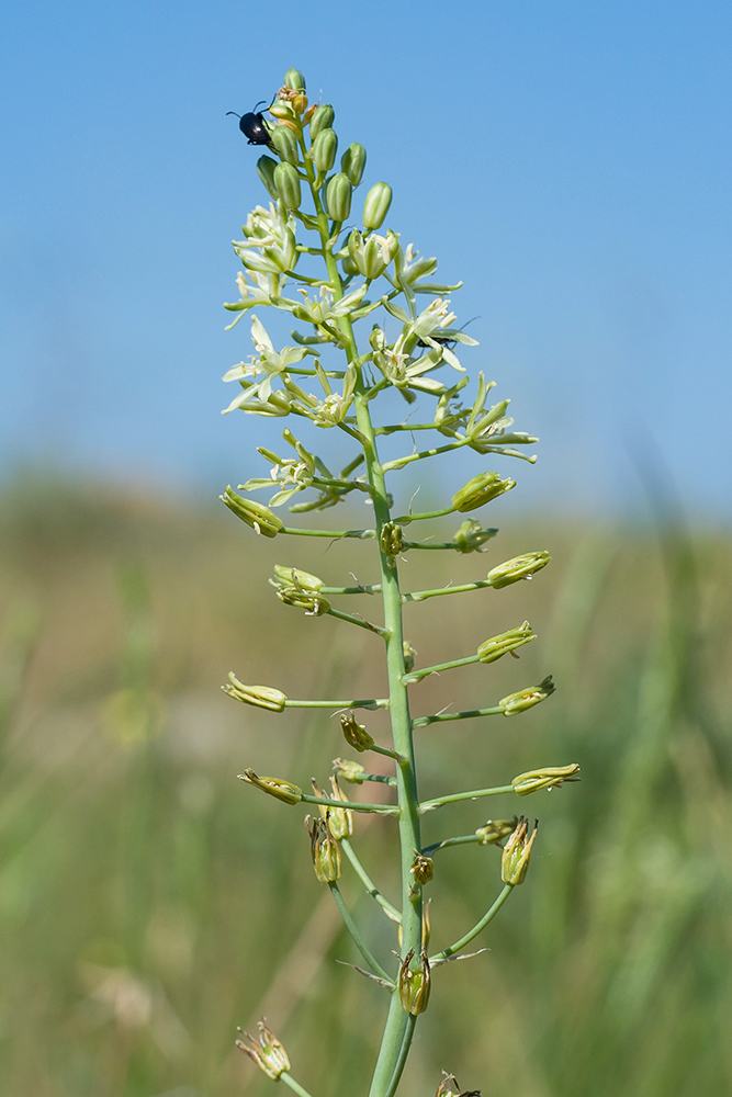 Image of Ornithogalum pyrenaicum specimen.