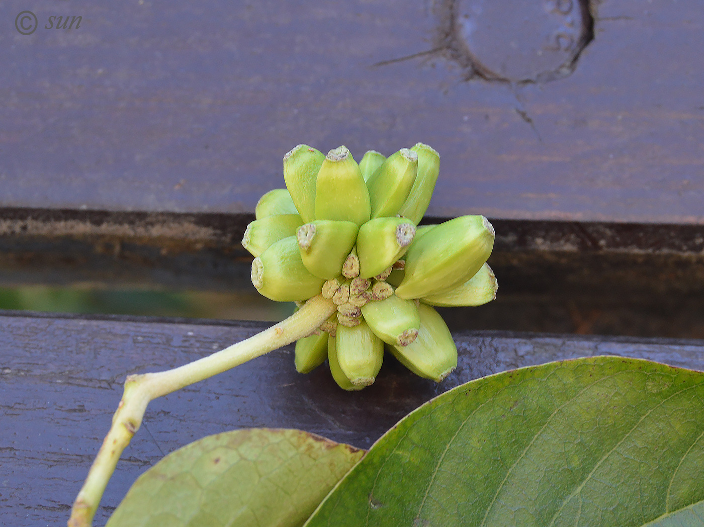 Image of Camptotheca acuminata specimen.