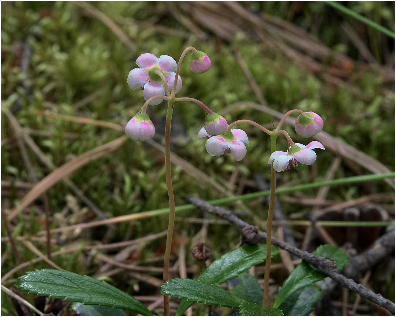 Изображение особи Chimaphila umbellata.