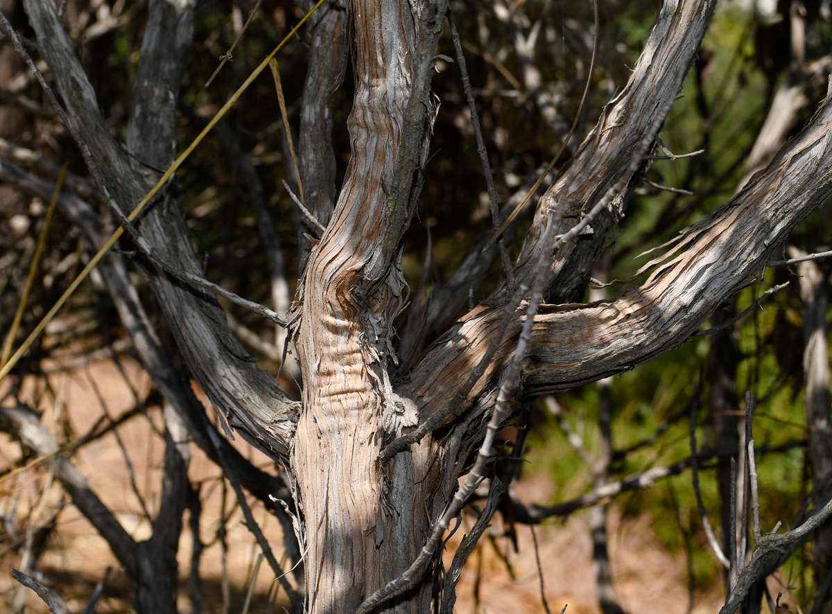 Image of Eriogonum giganteum specimen.