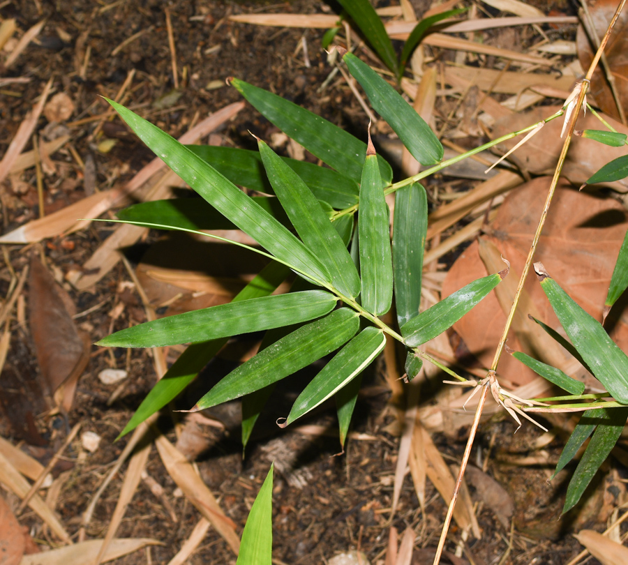 Image of Bambusa multiplex specimen.