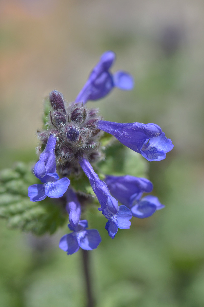 Изображение особи Nepeta supina.