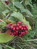 Viburnum lantana. Соплодие и листья. Республика Молдова, Окницкий р-н, долина р. Касарэу, обочина дороги. 22.08.2021.