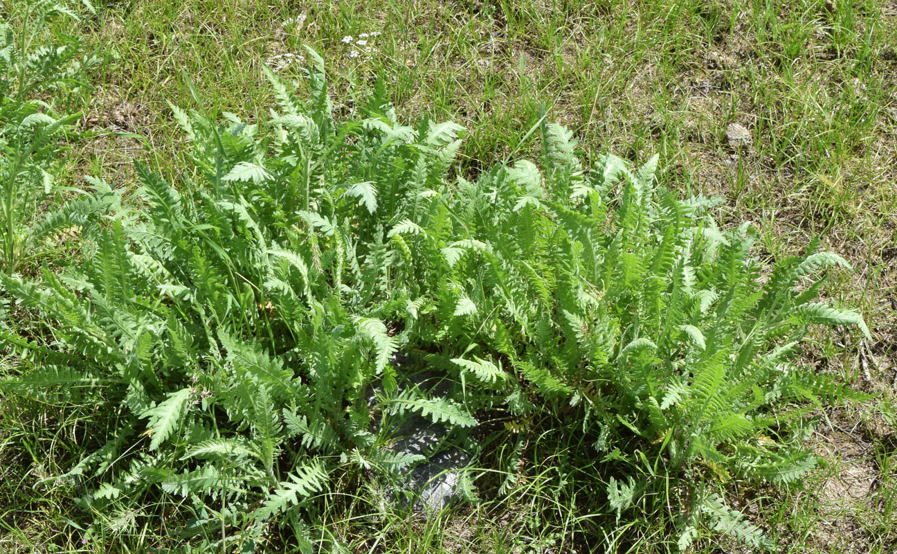 Image of Achillea filipendulina specimen.