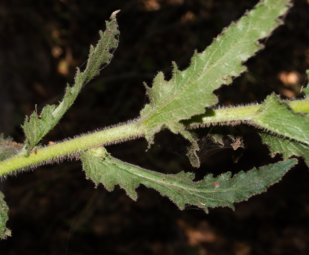 Image of Michauxia campanuloides specimen.