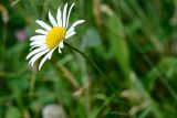 Leucanthemum vulgare. Соцветие. Краснодарский край, Лазаревский р-н, мкр-н Дагомыс, гора Успенка, 150 м н.у.м., поляна. 12.06.2022.