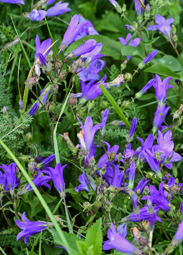 Изображение особи Campanula hohenackeri.