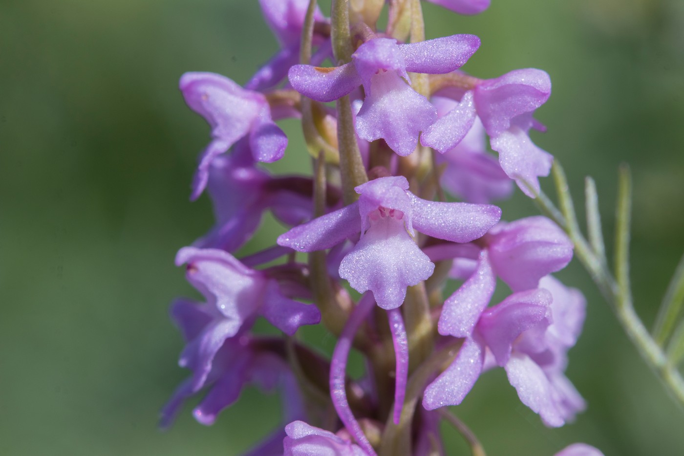 Image of Gymnadenia conopsea specimen.