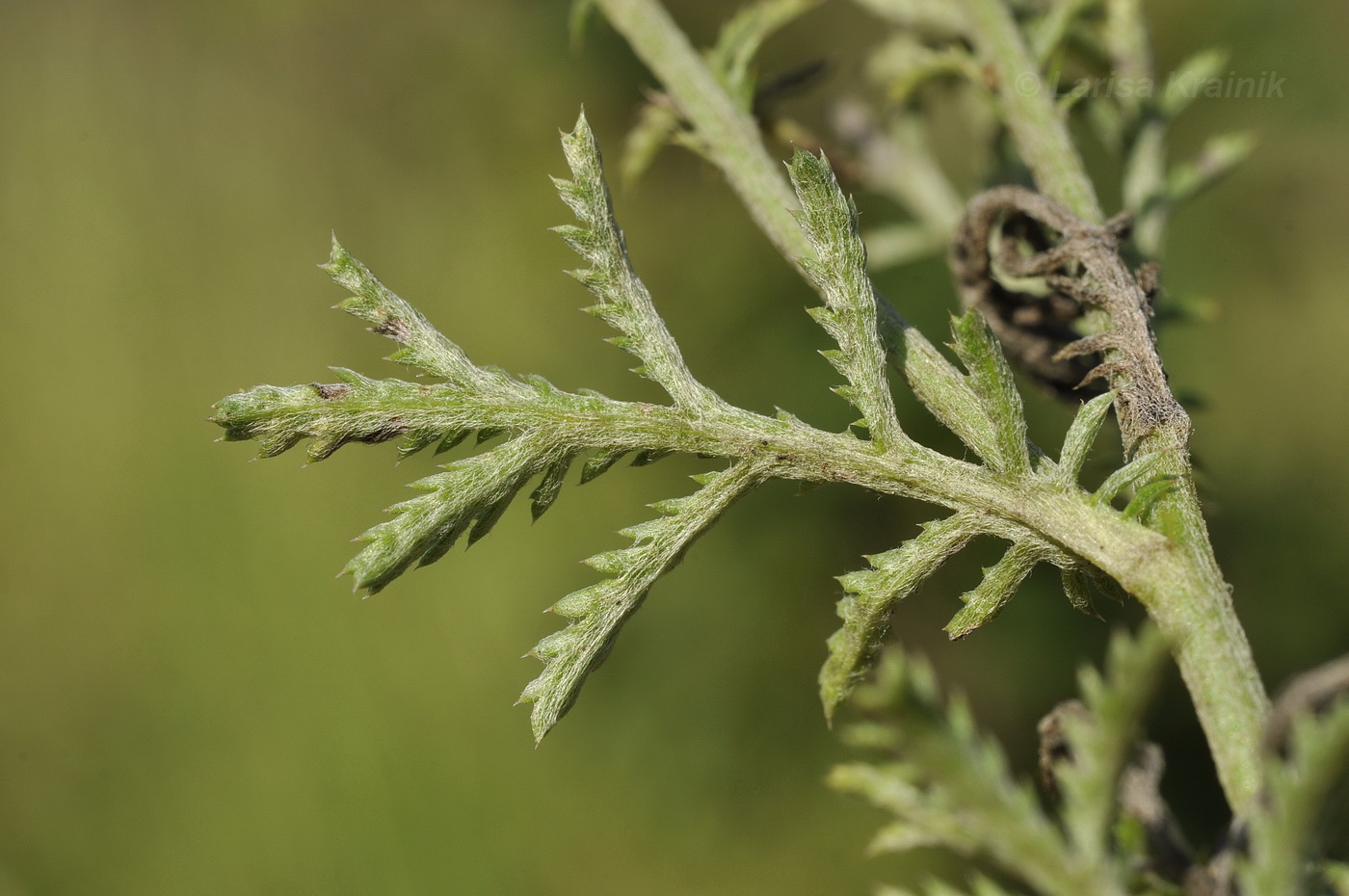 Image of genus Anthemis specimen.