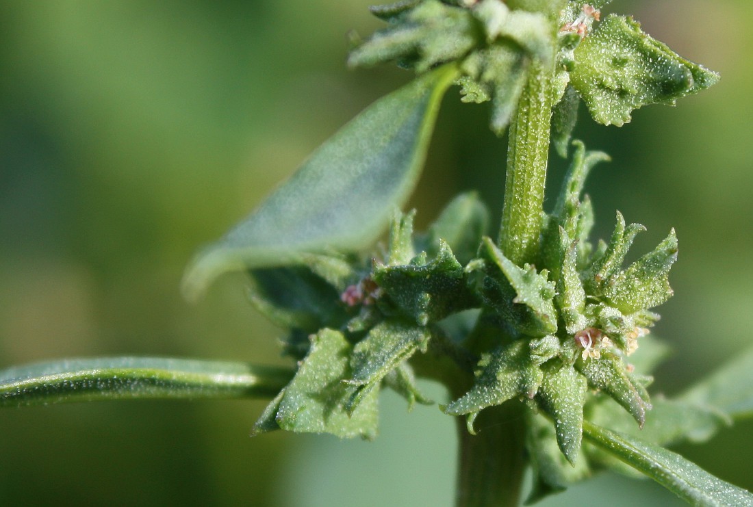 Image of Atriplex kuzenevae specimen.