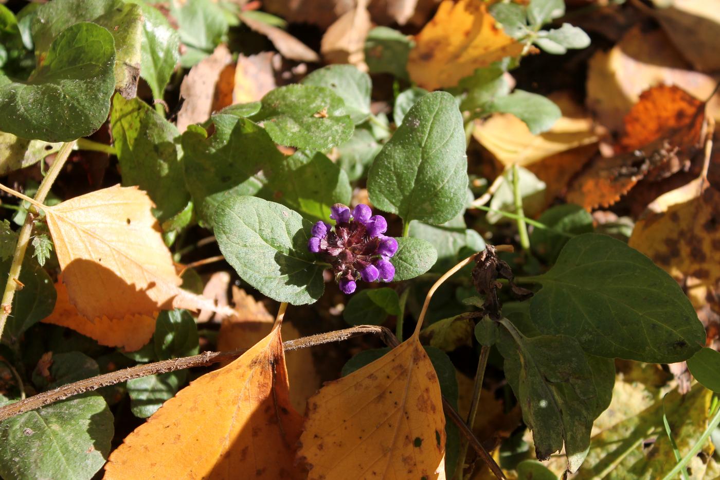 Image of Prunella vulgaris specimen.