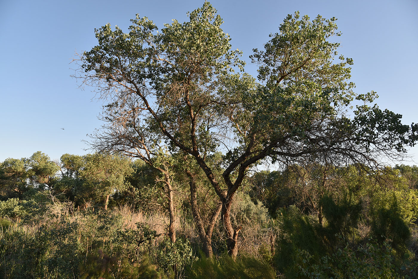 Image of Populus pruinosa specimen.