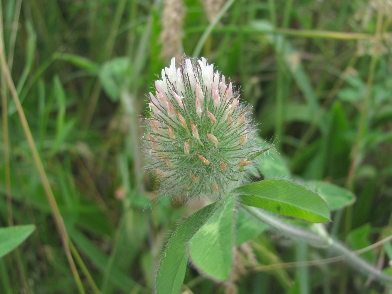 Image of Trifolium diffusum specimen.