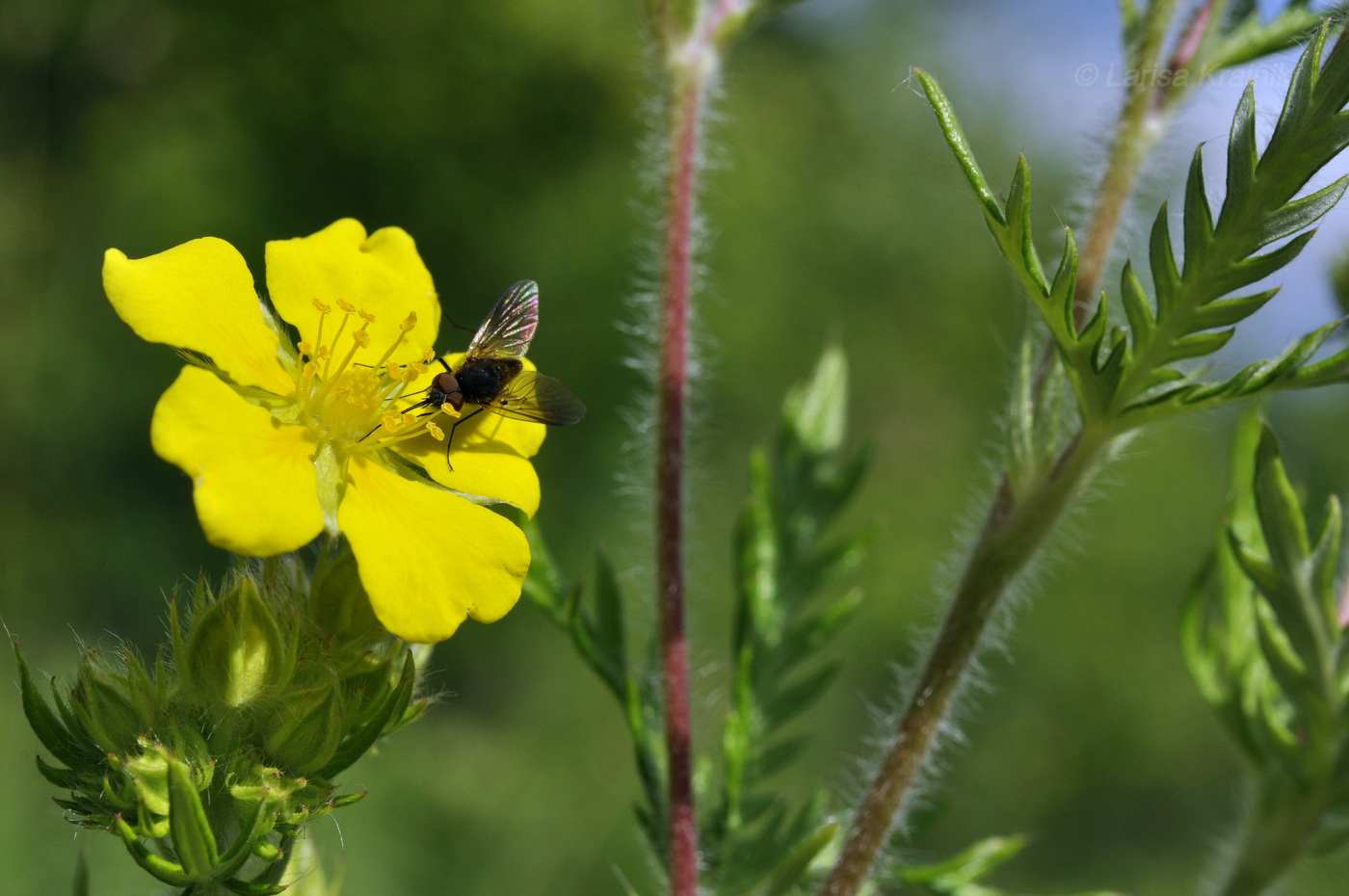 Image of Potentilla chinensis specimen.