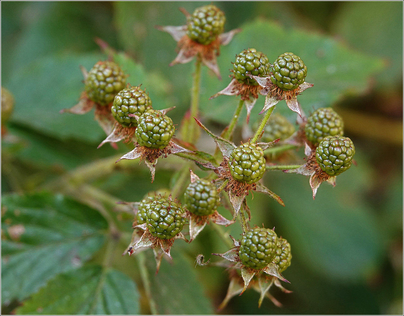 Изображение особи Rubus allegheniensis.