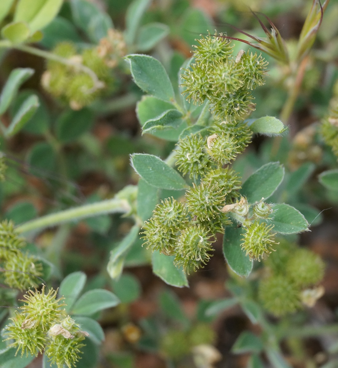 Image of Medicago minima specimen.