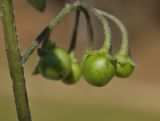 Solanum nigrum. Часть побега с соплодием с незрелыми плодами. Приморский край, г. Владивосток, о. Русский, кампус ДВФУ. 19.10.2022.