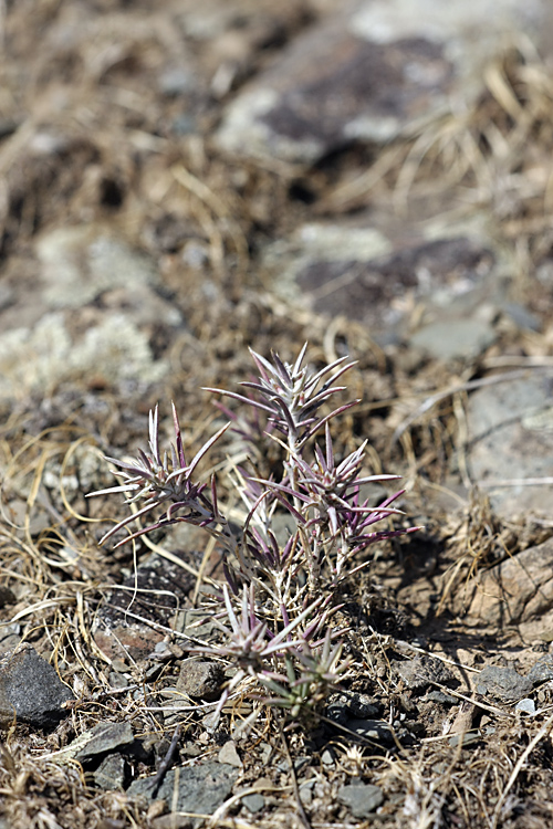 Изображение особи Rhaphidophyton regelii.