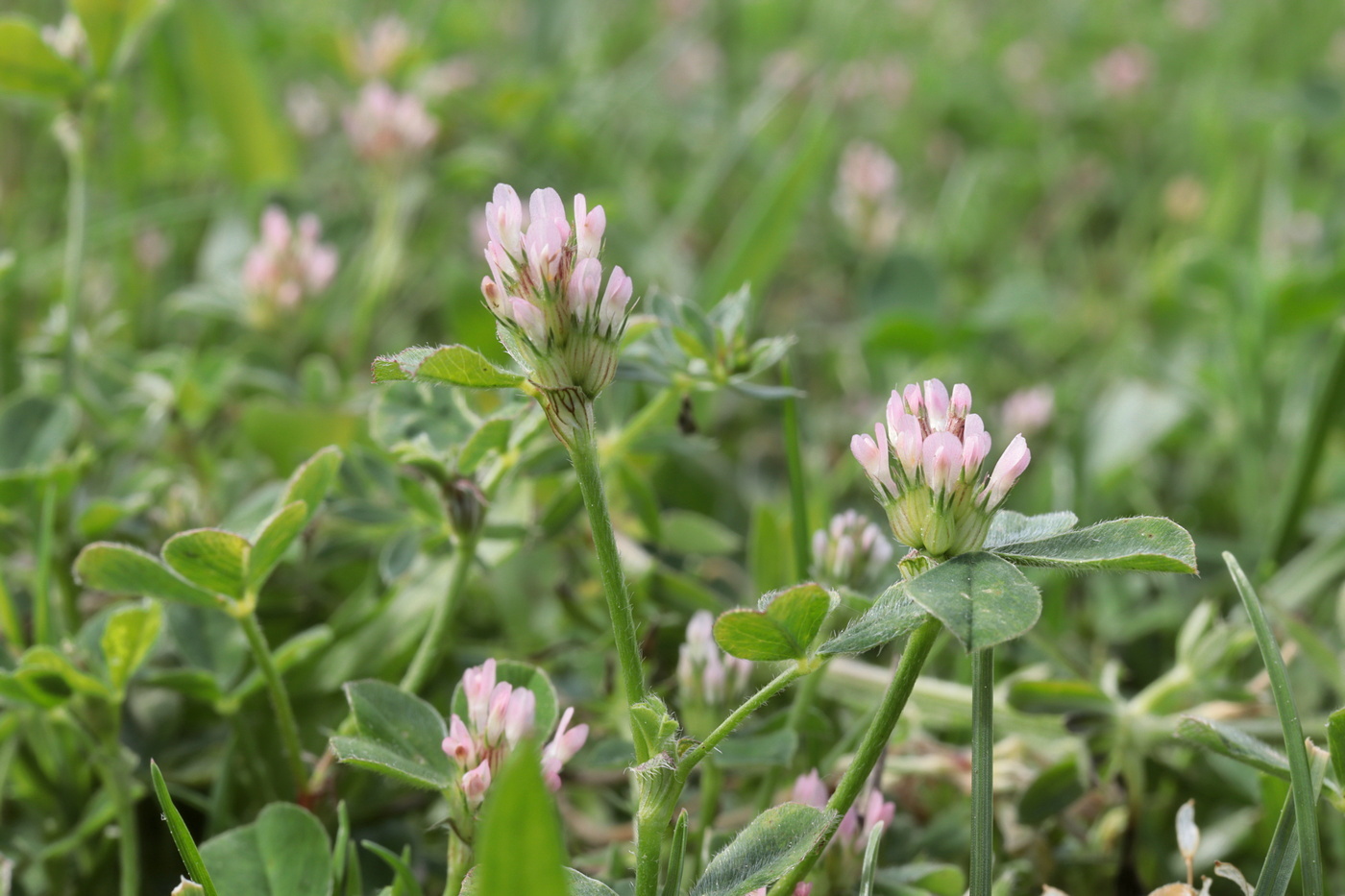 Image of Trifolium striatum specimen.