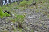 Pedicularis mandshurica. Цветущее растение. Приморский край, Лазовский р-н, окр. дер. Глазковка, приморская сопка, широколиственный лес. 26.05.2023.