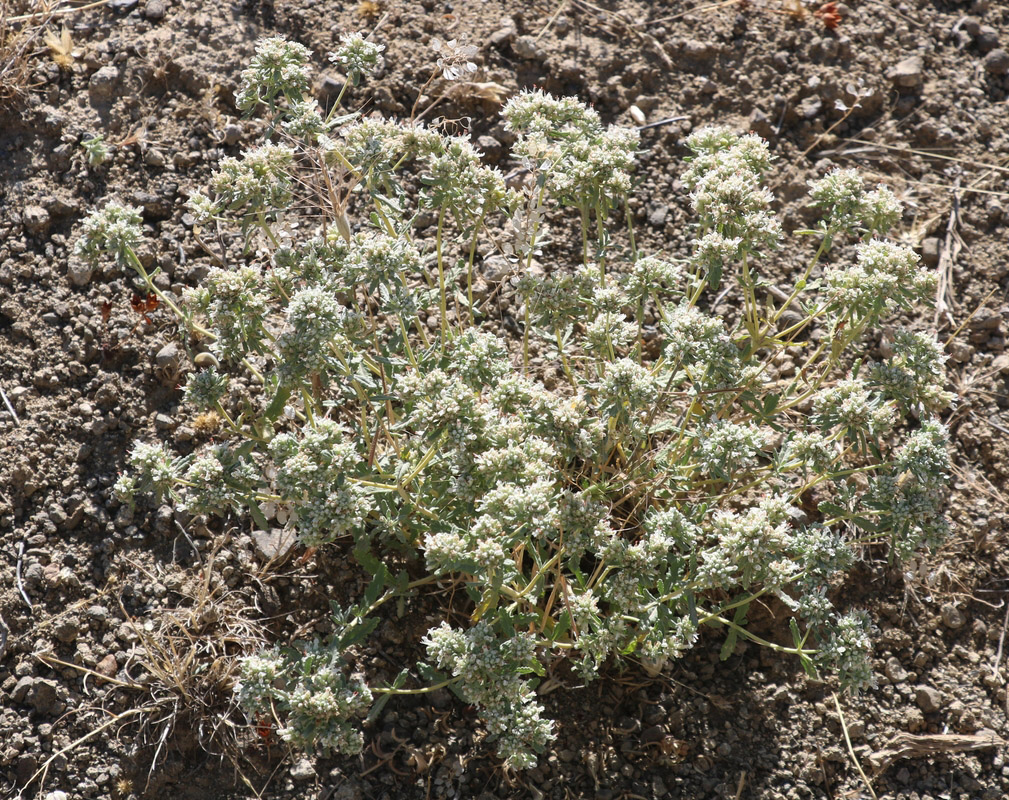 Image of Teucrium capitatum specimen.