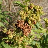 Potentilla acervata. Плоды. Хабаровский край, окр. г. Комсомольск-на-Амуре, поляна широколиственного леса. 28.08.2023.