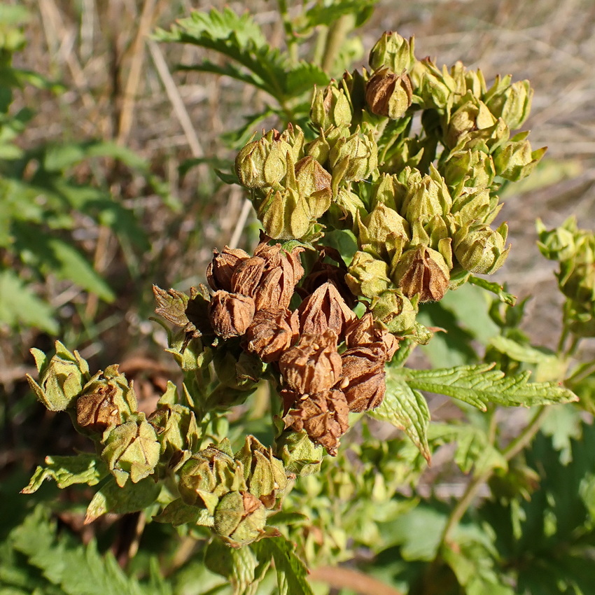 Изображение особи Potentilla acervata.