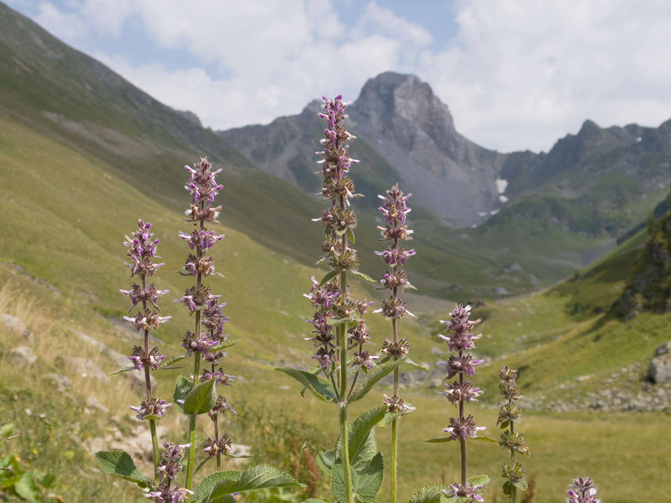 Изображение особи Stachys spectabilis.