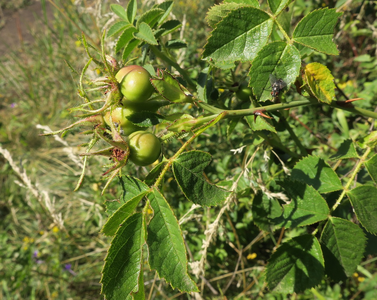 Image of Rosa tomentosa specimen.