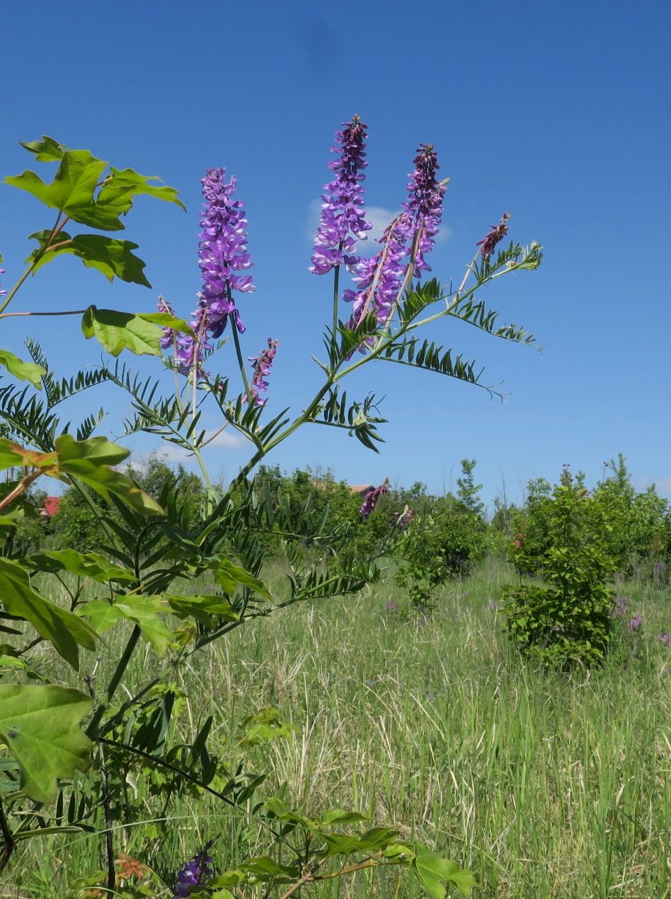 Image of Vicia tenuifolia specimen.