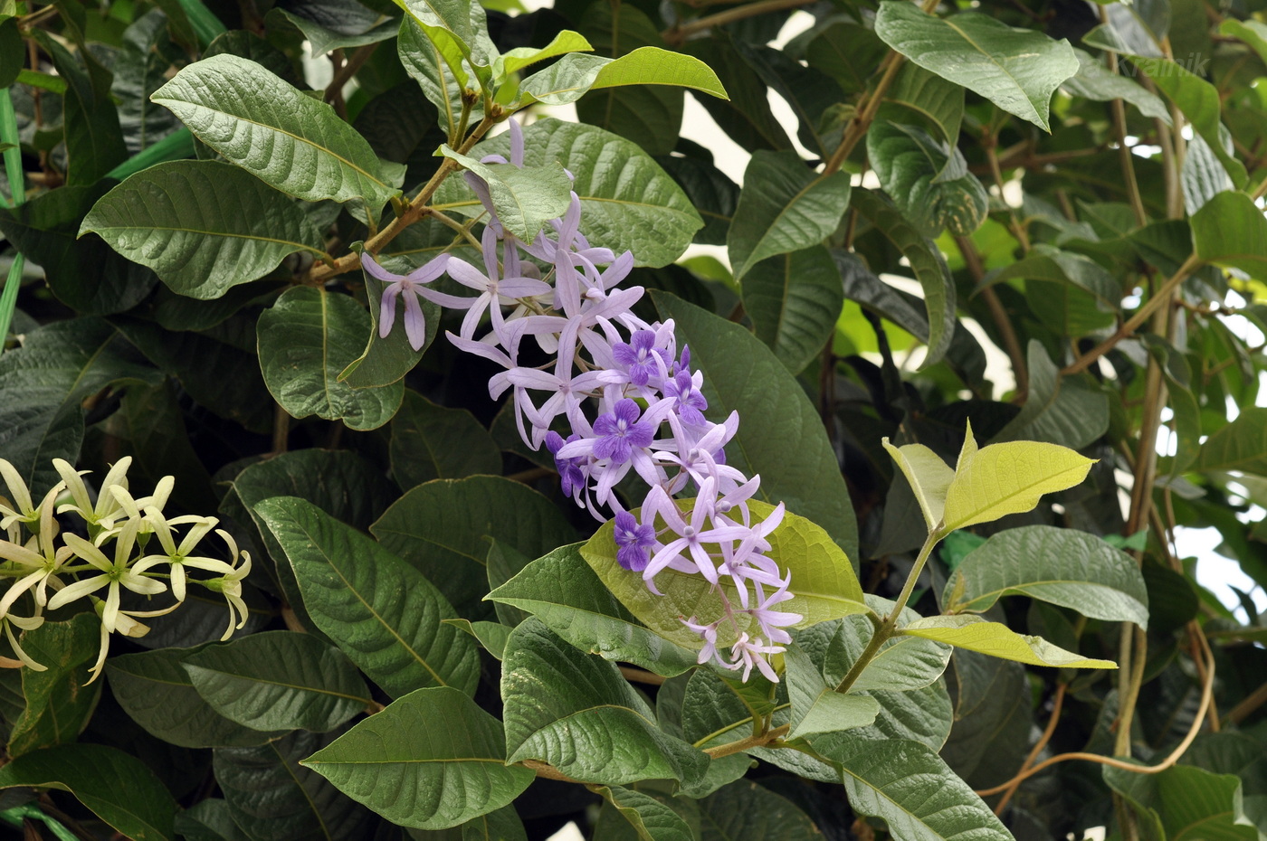 Image of Petrea volubilis specimen.