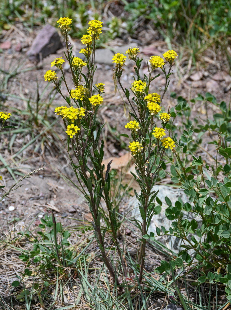 Image of Erysimum hieraciifolium specimen.