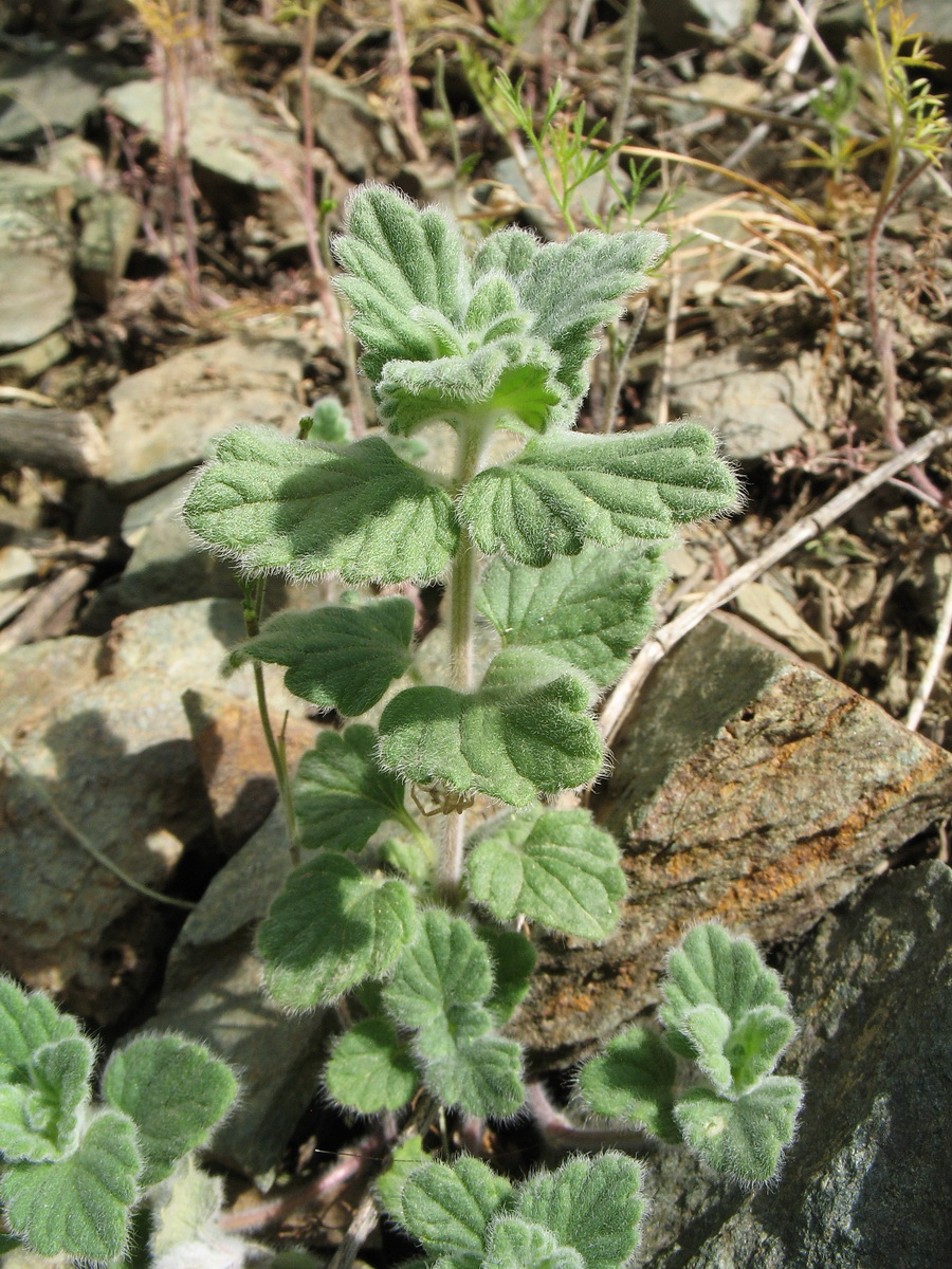 Image of Scutellaria karatavica specimen.