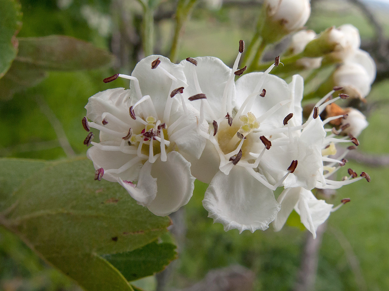 Image of Crataegus pentagyna specimen.