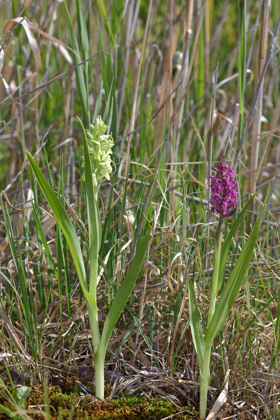 Изображение особи Dactylorhiza ochroleuca.