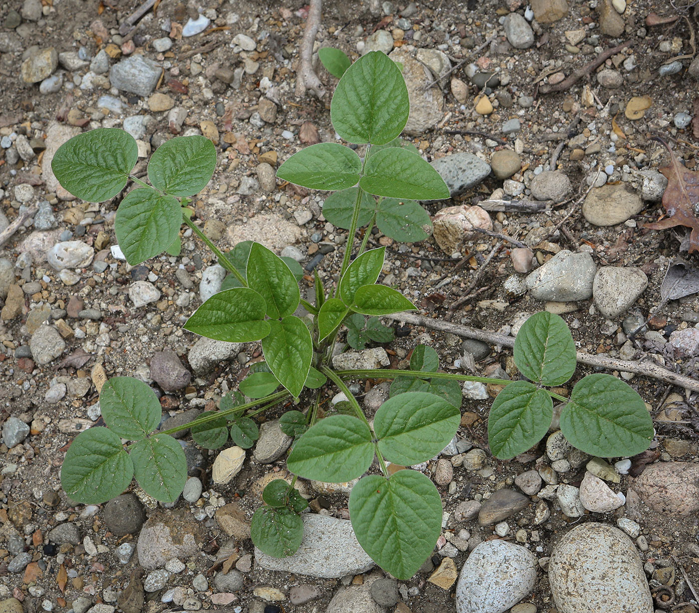 Image of Psoralea bituminosa ssp. pontica specimen.