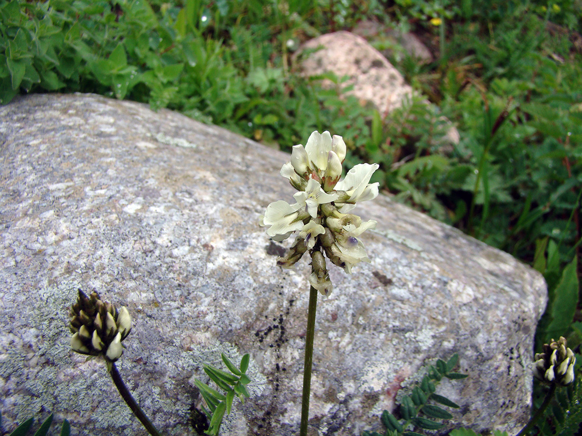 Image of Oxytropis meinshausenii specimen.