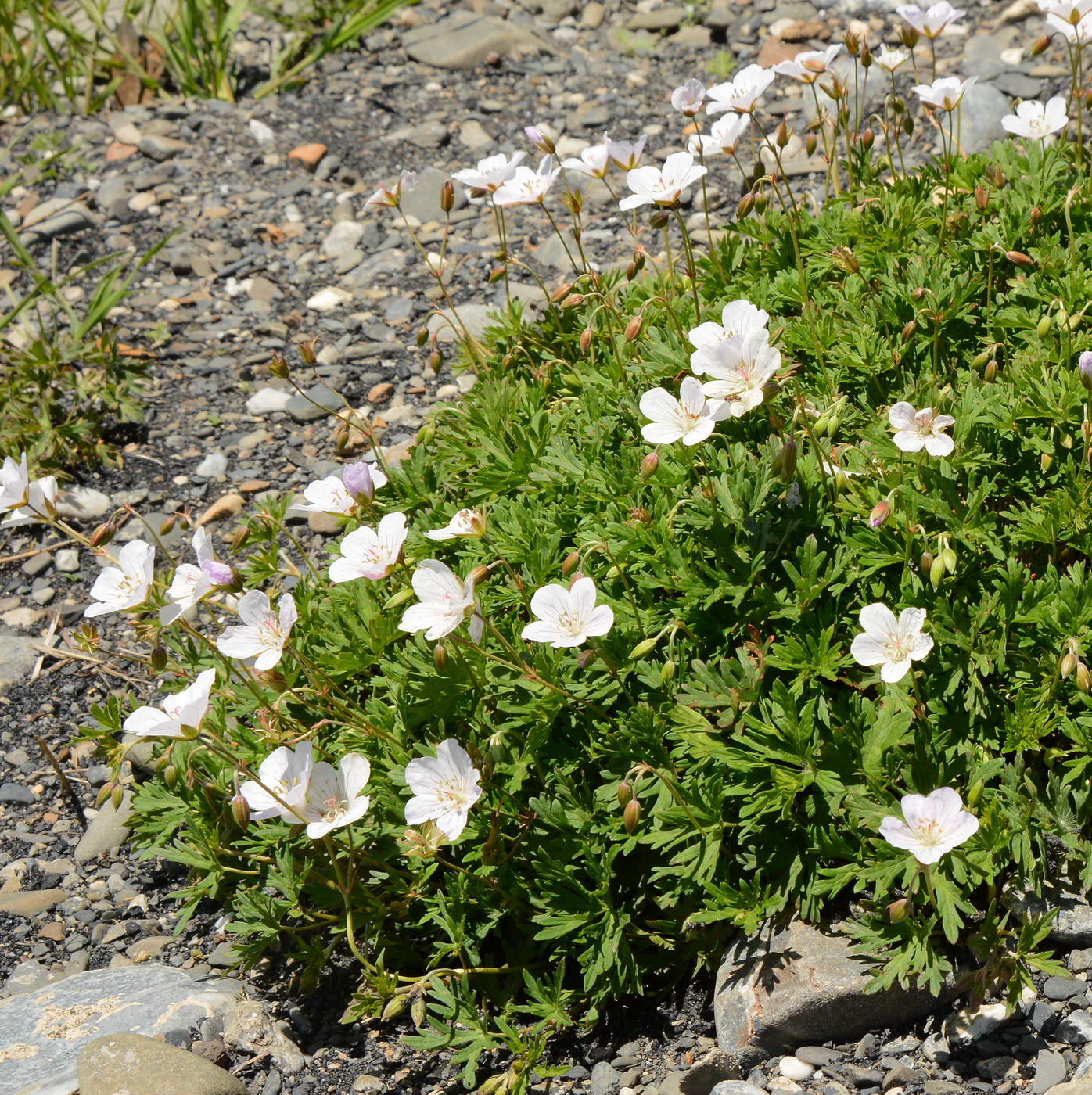 Изображение особи род Geranium.