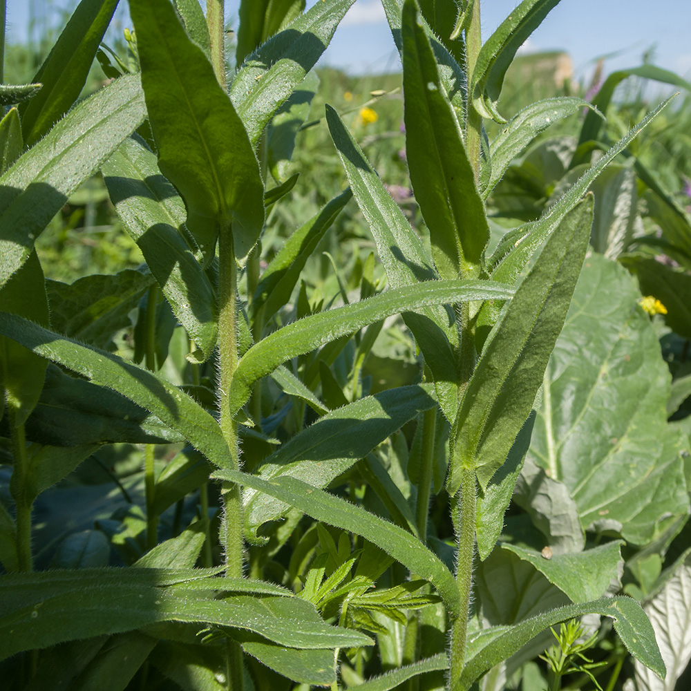 Image of Camelina microcarpa specimen.