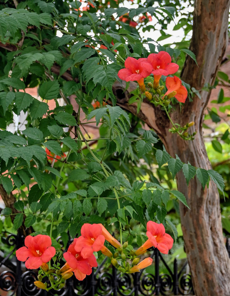 Изображение особи Campsis radicans.